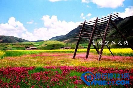 中国九大最让人迷醉的花海排行榜 让人迷醉的花海插图1