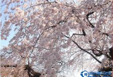 中国的十大赏樱胜地 看樱花不必去日本|爱分享