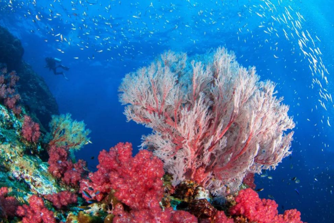 世界十大珊瑚礁 带你领略不一样的海底世界插图3