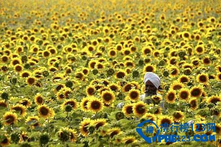 全球最美十大花海 超出你想象的极致美丽插图5