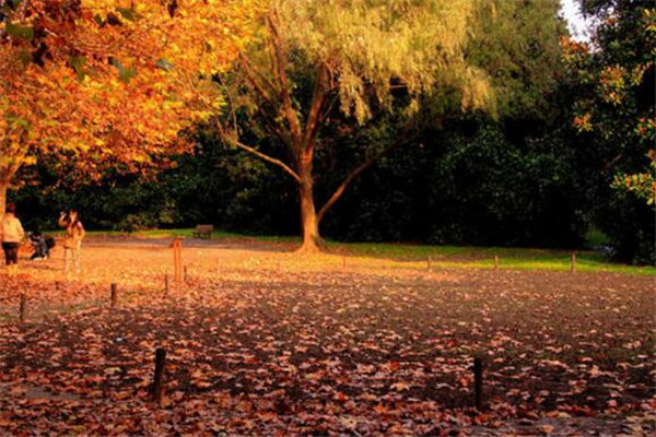 上海秋景最美的地方 美哭，你去过几条插图8