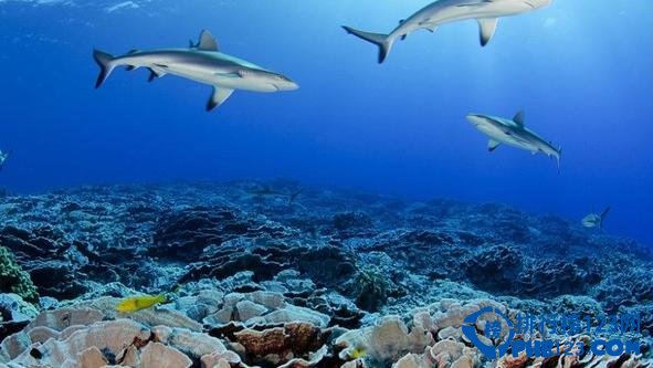 世界十大最美自然保护区排行榜 世界最美自然保护区插图5