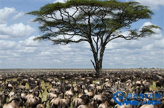 十个最值得去的野生动植物国家公园排行榜插图8