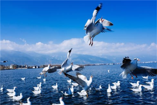 7个最适合夏季旅游的地方 昆明四季如春 洱海温度适宜插图