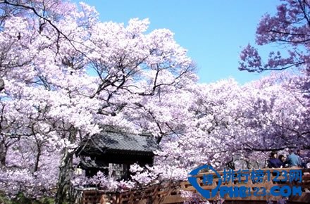 日本十大赏樱胜地排行榜插图6