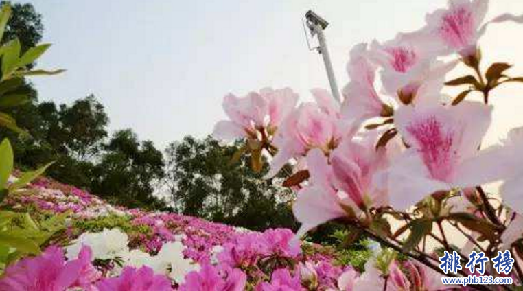 广州适合情侣玩的地方 盘点广州十大浪漫约会圣地插图2