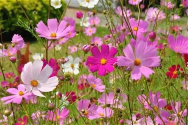 中山十大风景名胜排名：岐江桥上榜，第十网红花海插图9