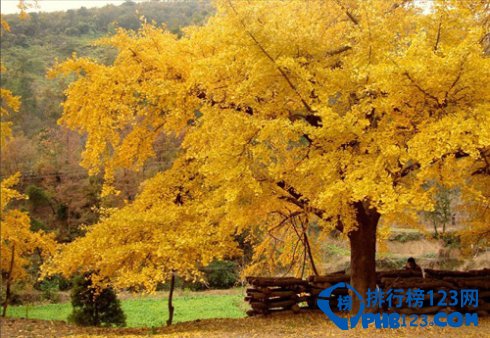中国九大银杏圣地，去看满目金色插图2