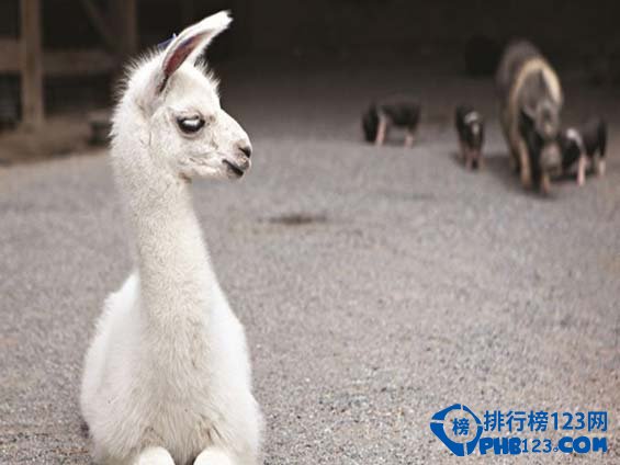 全美十大野生动物园排行榜插图8