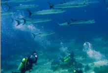 亚洲十大潜水胜地排名 最佳潜水胜地潜水者必去|爱分享
