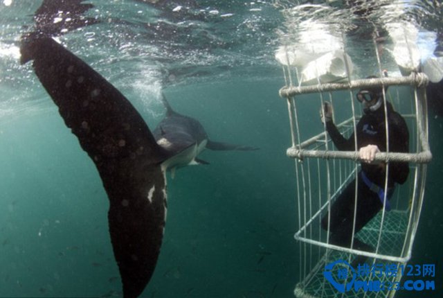 世界八大鲨笼潜水胜地大盘点插图7