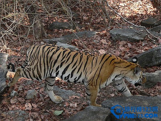 全球十大惊险刺激的丛林之旅排行榜插图4