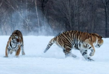 长春十大受欢迎景点：东北虎园上榜，它是亚洲第一园|爱分享