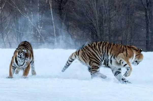 长春十大受欢迎景点：东北虎园上榜，它是亚洲第一园插图9