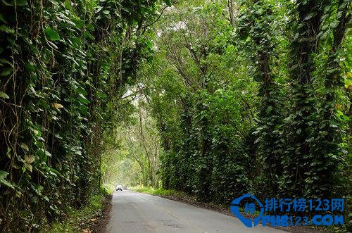 世界上最美的十大林荫隧道排行榜插图