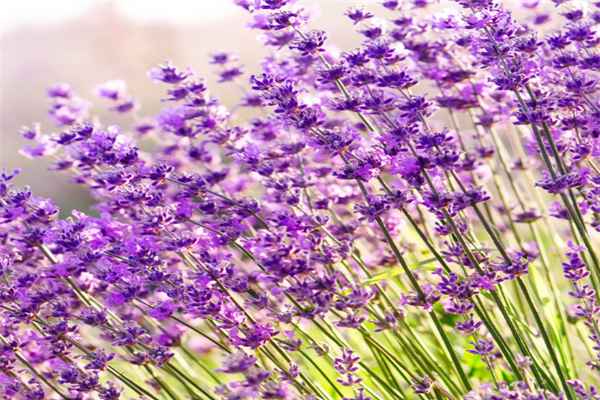 世界十大花卉博物馆：月季博物馆上榜，它是唯一的园艺博物馆插图7