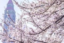 鹤壁好玩的地方排行榜 桑园小镇错过后悔|爱分享