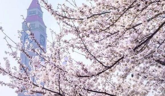 鹤壁好玩的地方排行榜 桑园小镇错过后悔插图9