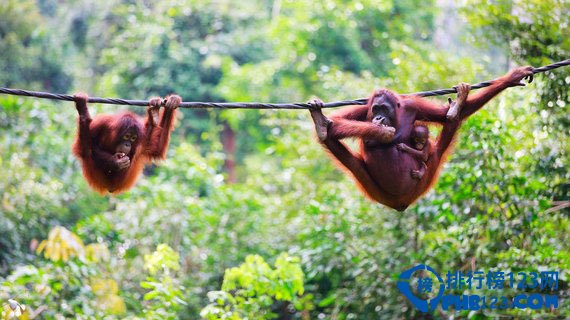 濒临消失的十大自然人文奇观排行榜插图8