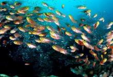 世界十大潜水圣地 伯利兹大蓝洞上榜（全球最深）|爱分享