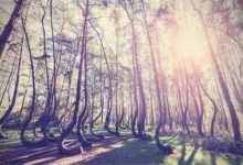 世界最迷人的十大森林 佐加野竹林宛如画卷，最后是地球之肺|爱分享