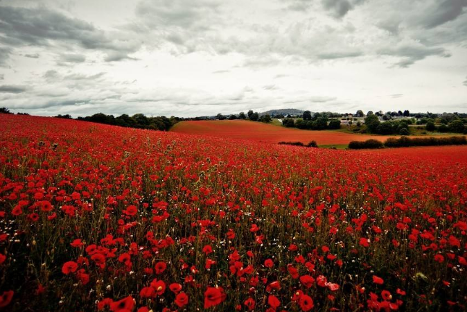世界十大绝美花海 中国上榜两处，个个宛如仙境插图4