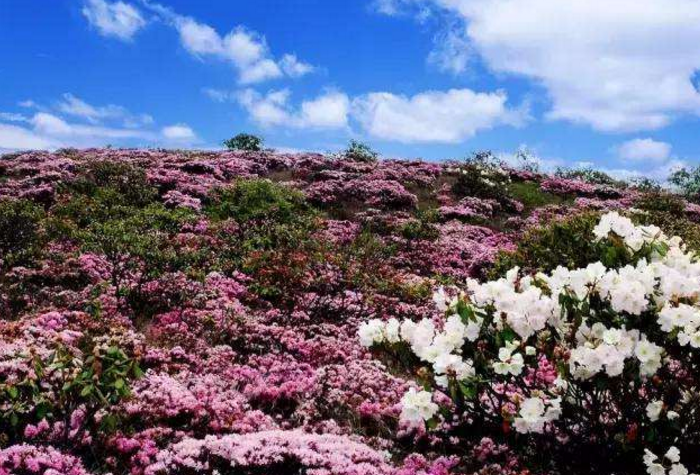 中国最美十大花海 让你享受最独特的浪漫插图1