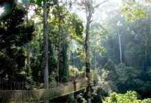 世界十大最美丽的森林 德国黑森林上榜，第四被誉为地球之肺|爱分享