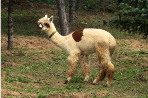 中国十大森林动物园 广州长隆野生动物园知名度高占地广插图9