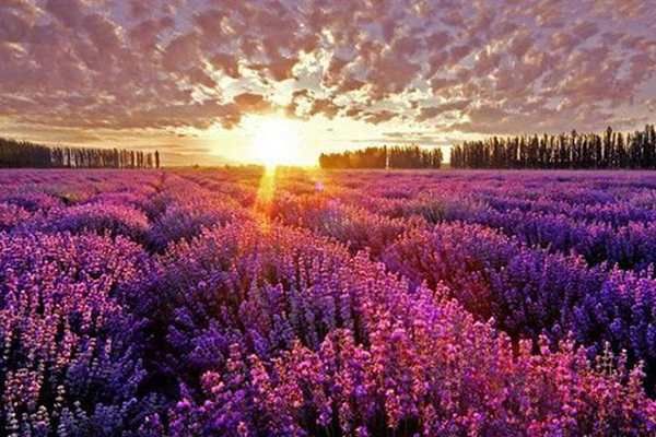 南安十大好玩景区：南安香草世界上榜 花开时节宛如花的海洋插图