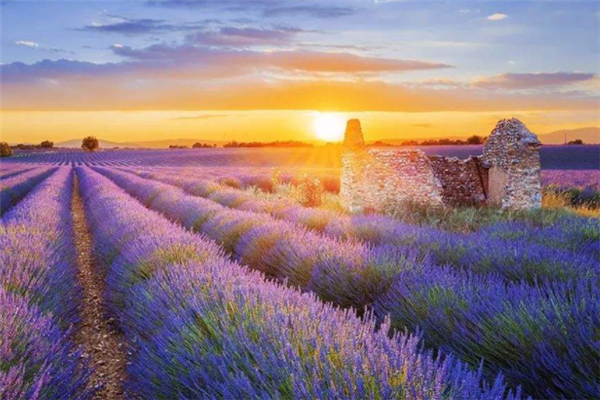 世界十大最美花海：郁金香花海上榜，第九迷人又危险插图5