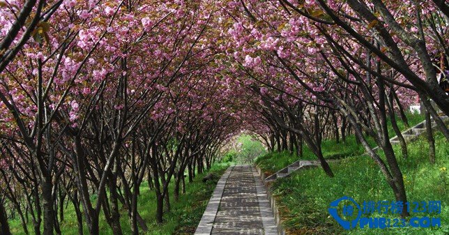 中国最美丽的十大梅园插图3