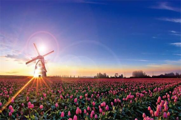 世界最著名的十大花海:普罗旺斯薰衣草园超浪漫 第10看油菜花插图4