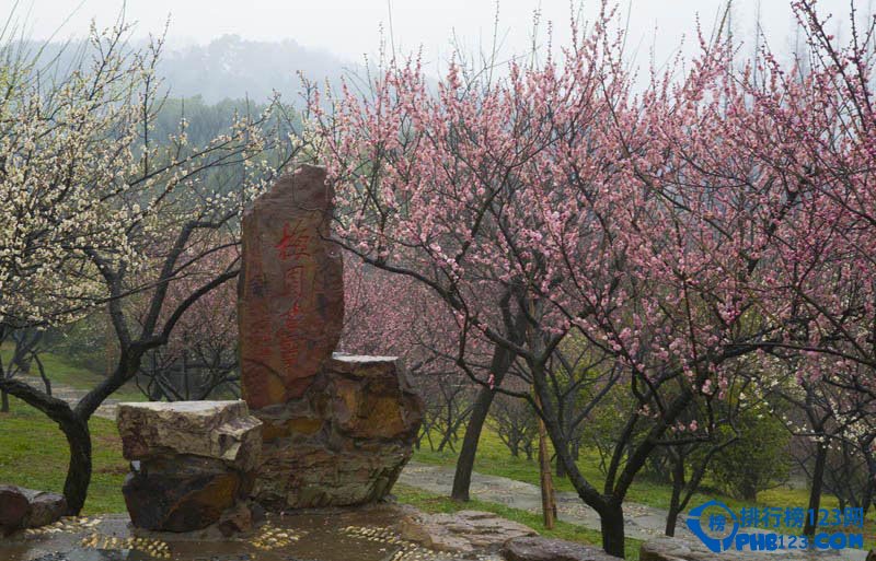 中国最美丽的十大梅园插图1