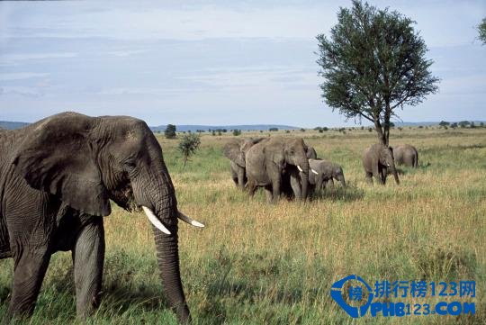 十大现实中的侏罗纪公园排行榜插图1