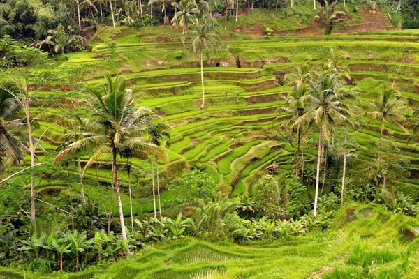全球十大最美梯田排名：江西江岭梯田第一(中国7地入榜)插图7