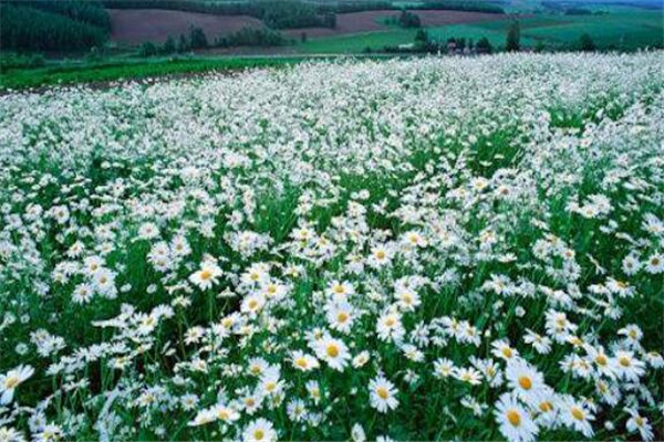 世界十大花海 最浪漫不过普罗旺斯薰衣草，一定要去插图4