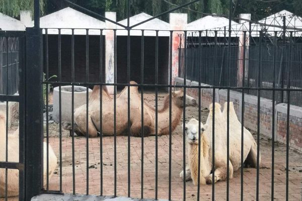 保定十大最受欢迎景点 古莲花池与木兰溶洞上榜插图6
