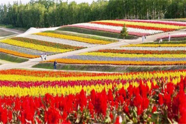 世界十大花海 最浪漫不过普罗旺斯薰衣草，一定要去插图2