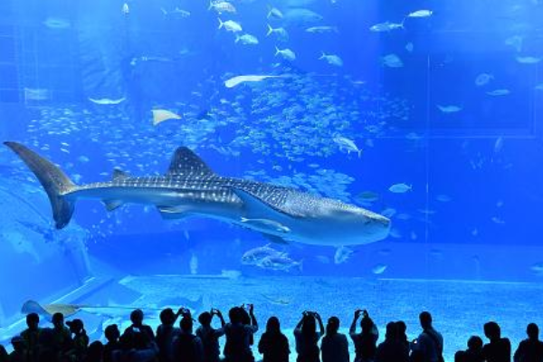 日本十大最受欢迎景点 富士山只排第八，涩谷是年轻人聚集地插图