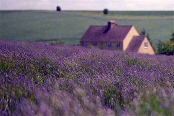 世界十大花海 最浪漫不过普罗旺斯薰衣草，一定要去插图