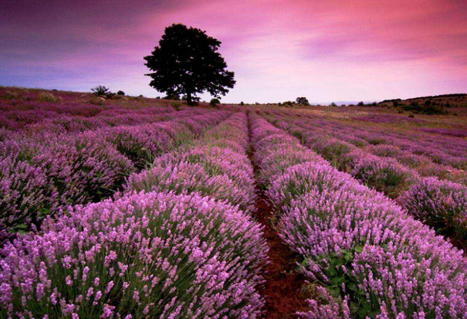 世界十大绝美花海 中国上榜两处，个个宛如仙境插图