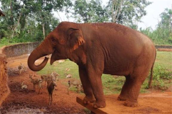 海口必去的五大景点，赏美景，吃美食就去骑楼老街插图1