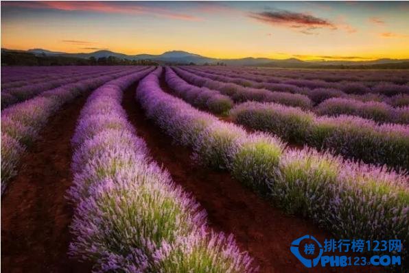 盘点全球十大最美的薰衣草花田插图7