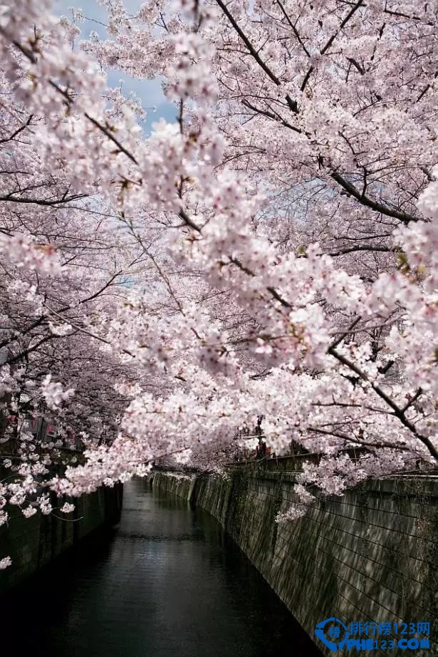 2016日本全国赏樱名所TOP10插图