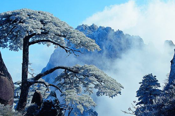 中国十大爬山好去处:黄山第二 第一有不计其数的珍稀动植物插图1