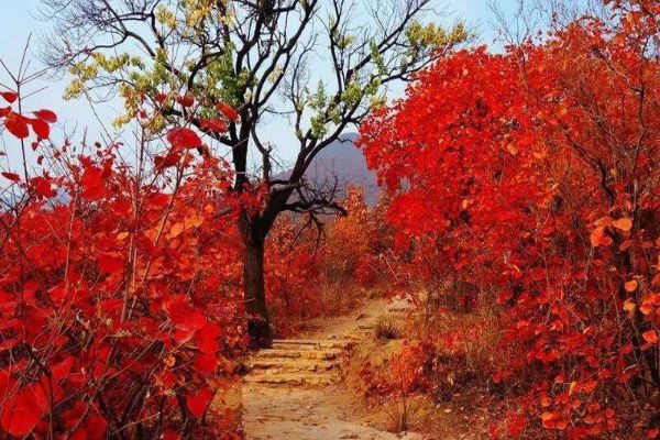 10-11月国内旅游最佳地排行榜 喀纳斯上榜第2美不胜收插图4