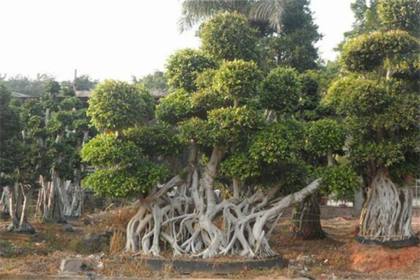 漳州龙文区好玩的地方推荐 漳州龙文区景点排行榜插图8