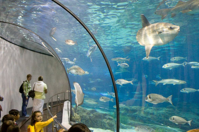 全球海洋馆排名 带你感受独特的海底世界插图3 全球海洋馆排名 带你感受独特的海底世界插图3