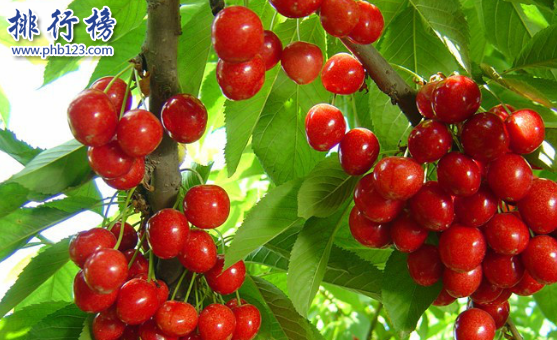 顺义旅游必去景点排行榜：唐指山风景区第3 第4采摘樱桃插图3